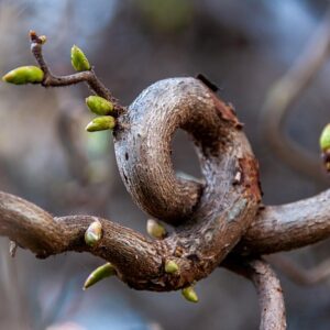 Befreiung von Seelenverträgen, Eiden & Schwüren & Altlasten